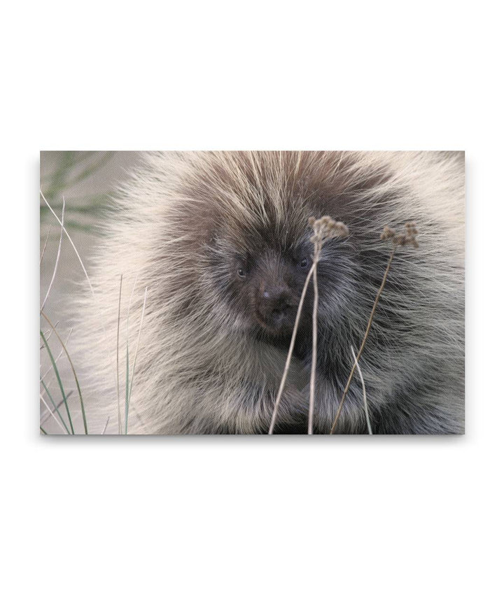 North American porcupine, Ziolkouski Beach park, Oregon