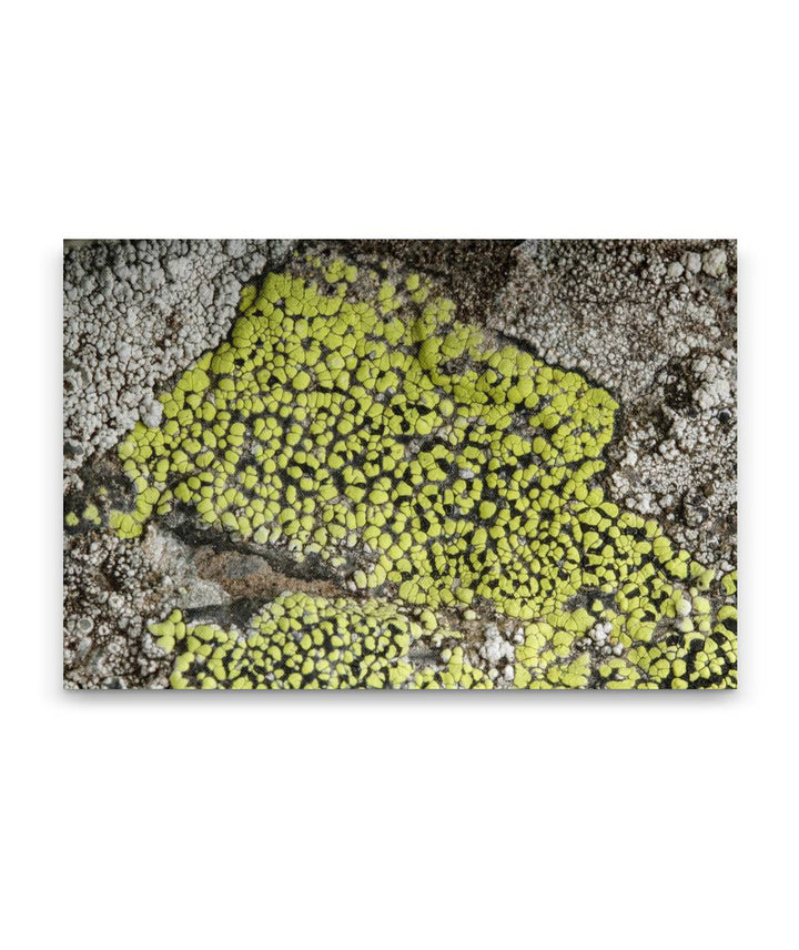 Map Lichen, Carpenter Mountain, H.J. Andrews Forest, Oregon