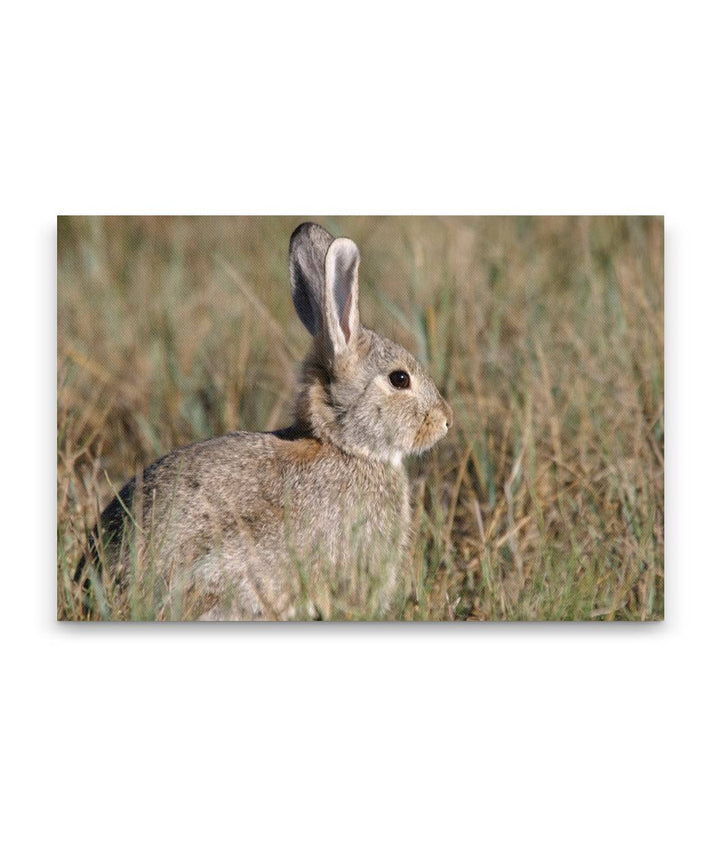 Desert cottontail, Devil's Tower National Monument, Wyoming