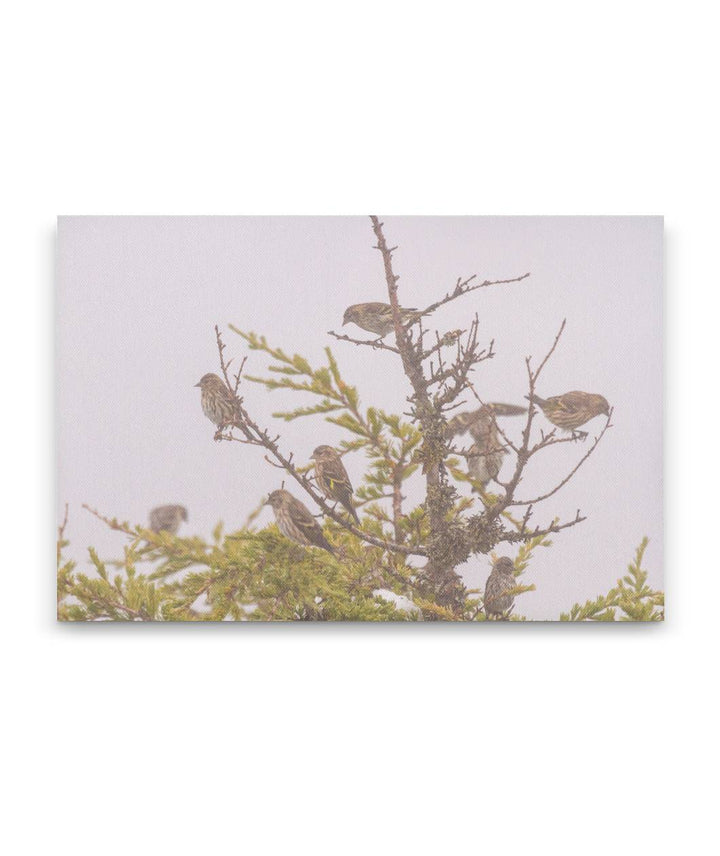 Pine Siskins in Mountain Hemlock, Carpenter Mountain, HJ Andrews Forest, Oregon