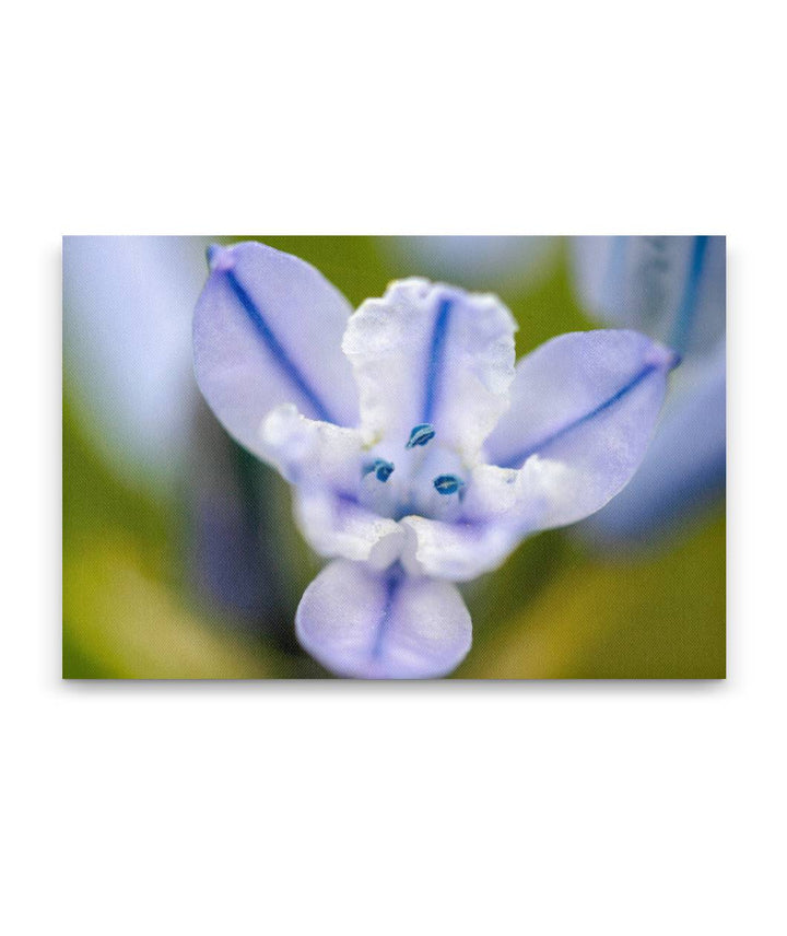 Douglas's Triteleia, Turnbull National Wildlife Refuge, Washington, USA