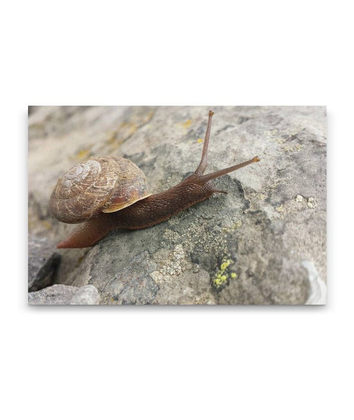 Snail on Rock, Carpenter Mountain Fire Lookout, HJ Andrews Forest, Oregon, USA