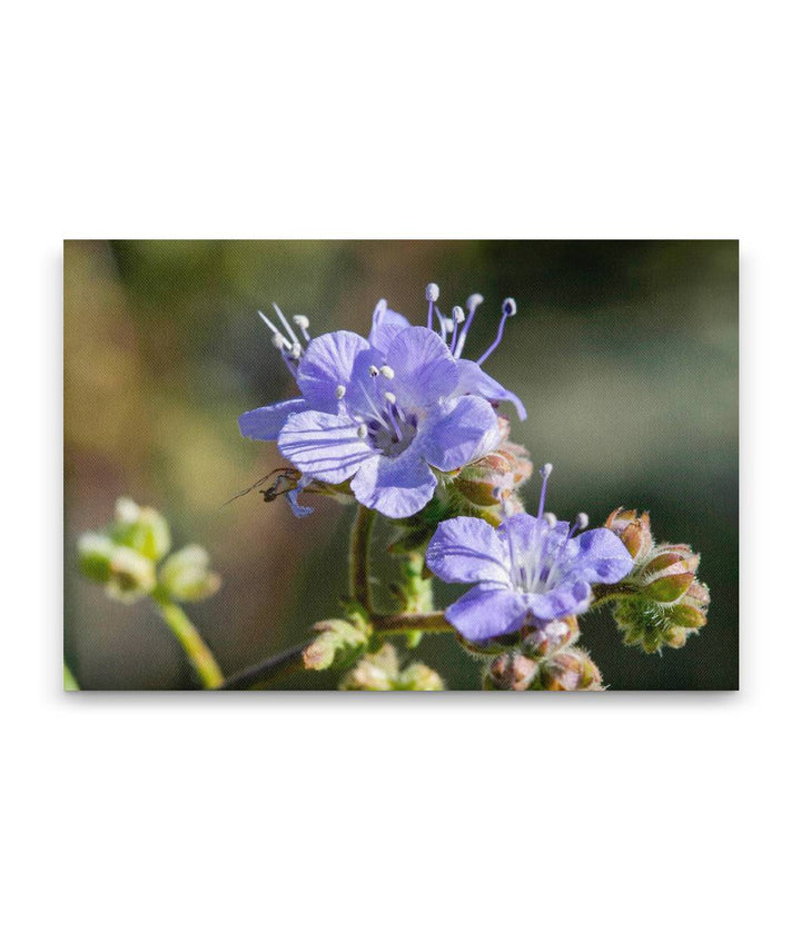 Wild Heliotrope, Joshua Tree National Park, California, USA