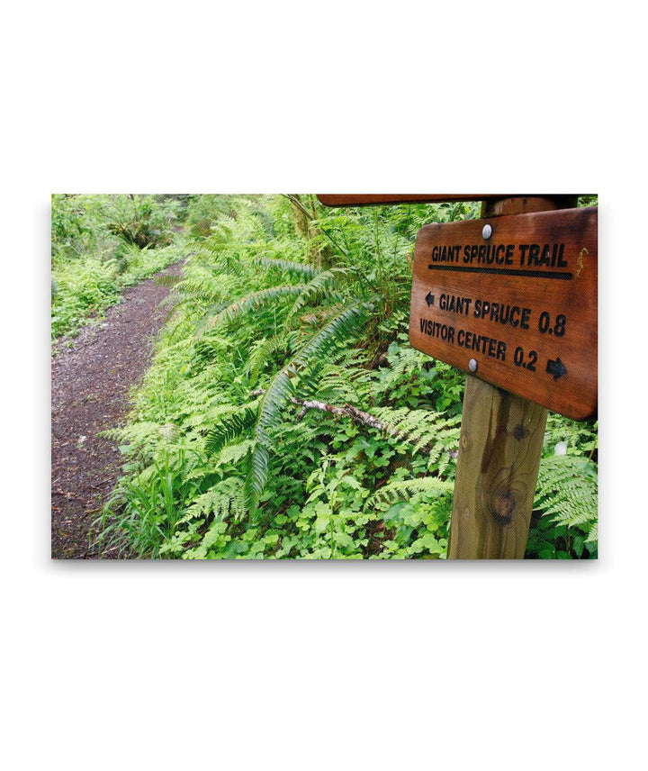 Giant Spruce Trail, Cape Perpetua Scenic Area, Siuslaw National Forest, Oregon, USA