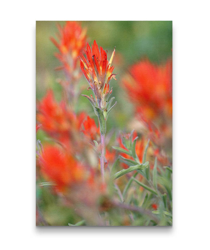 Desert Indian Paintbrush, Hogback Mountain, Klamath Falls, Oregon