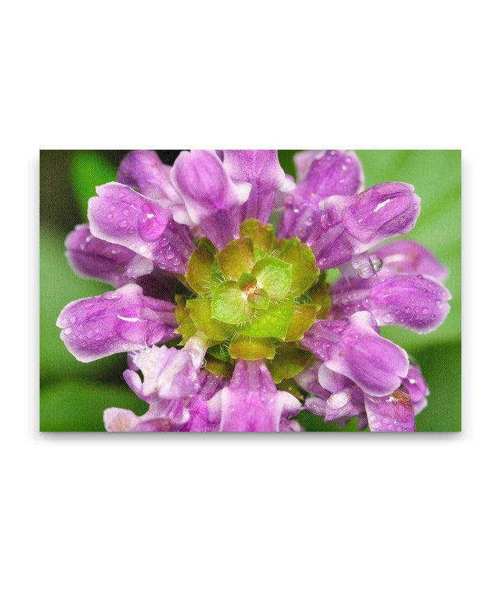 Self-heal, Patrick's Point State Park, California