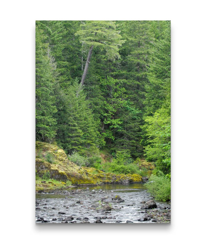 Lookout Creek and Forest, HJ Andrews Experimental Forest, Oregon