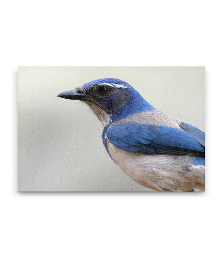 Western Scrub-jay Profile, Agency Lake, Oregon