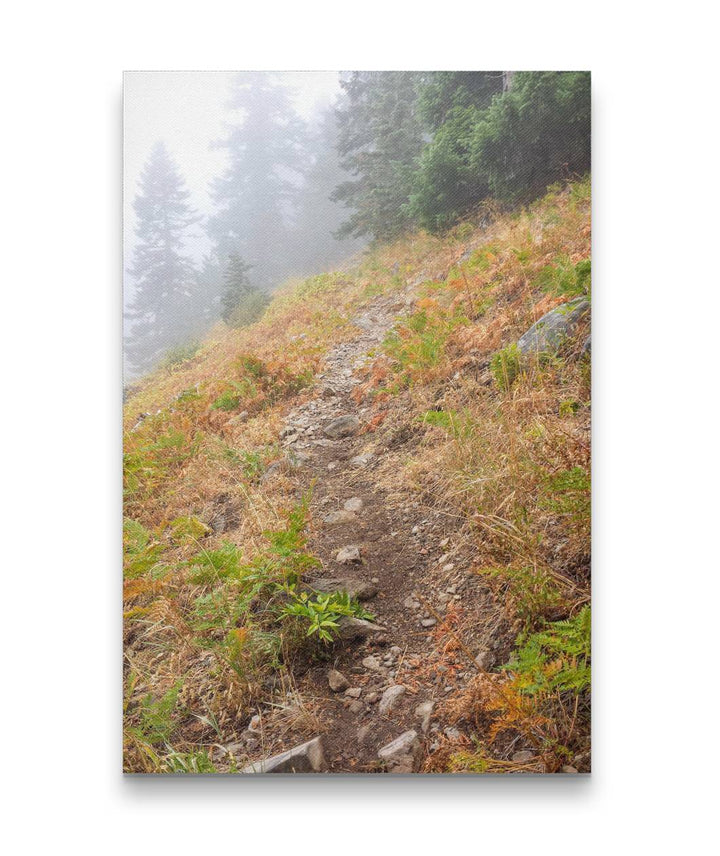 Mountain Meadow, Carpenter Mountain Trail, HJ Andrews Forest, Oregon