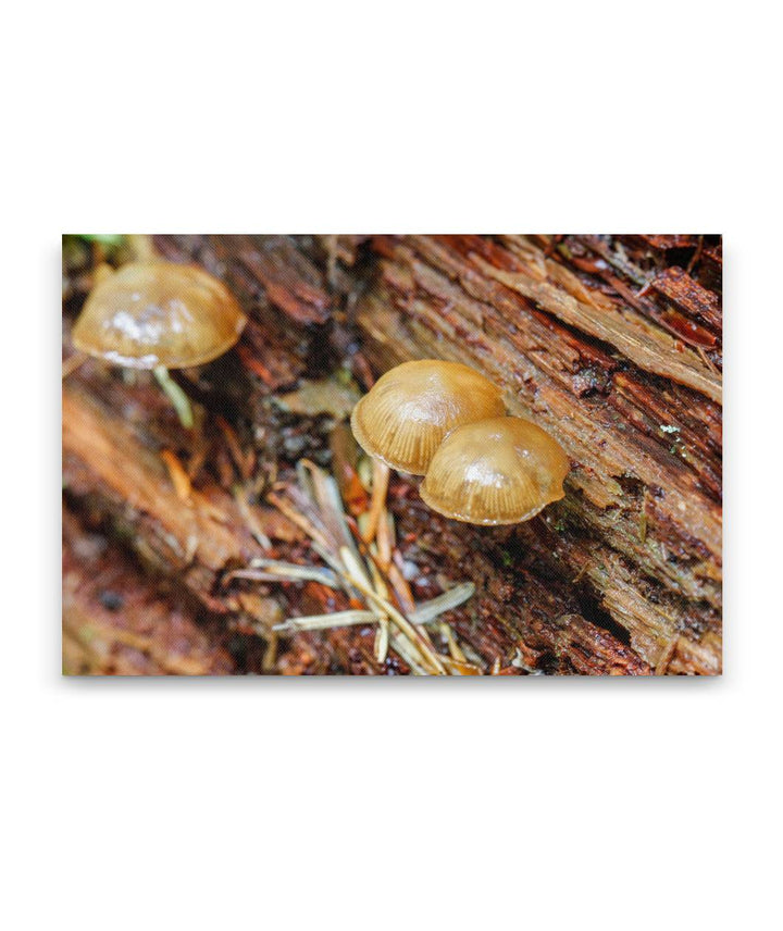 Mushrooms On Dead Wood, Lookout Creek Old-growth trail, H.J. Andrews Forest, Oregon