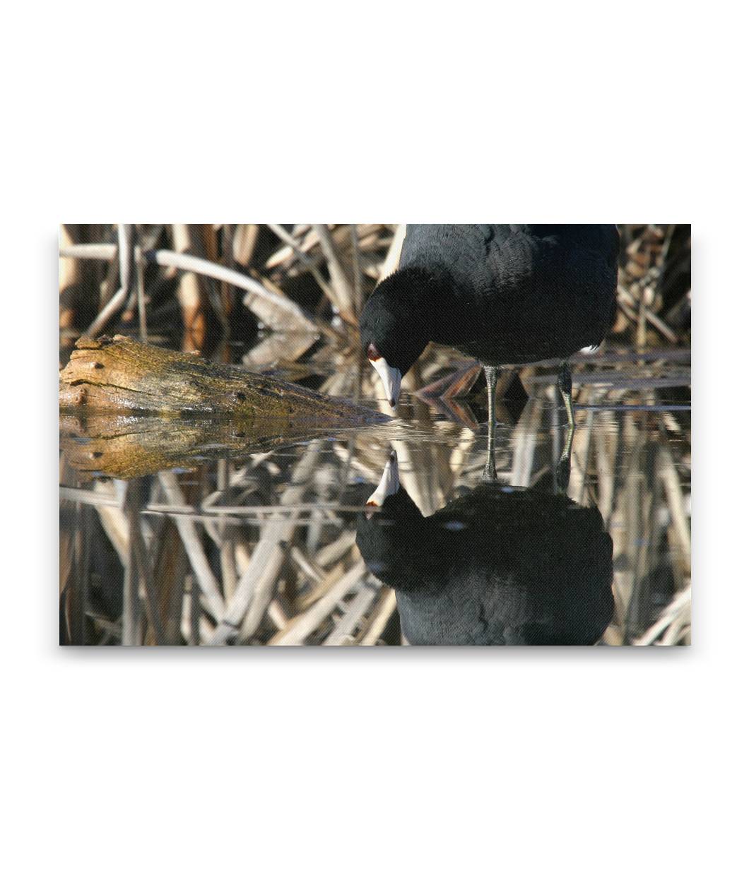 American Coot and Reflection, Tule Lake National Wildlife Refuge, California
