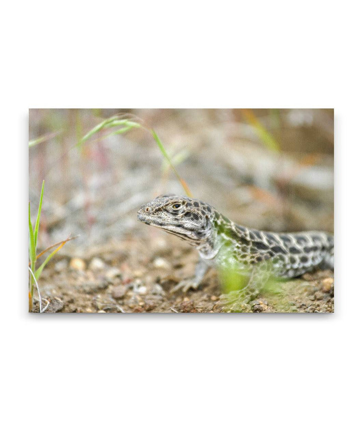 Long-Nosed Leopard Lizard, Alvord Lake, Eastern Oregon