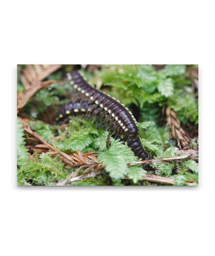 Yellow-spotted millipedes, Prairie Creek Redwoods State Park, California