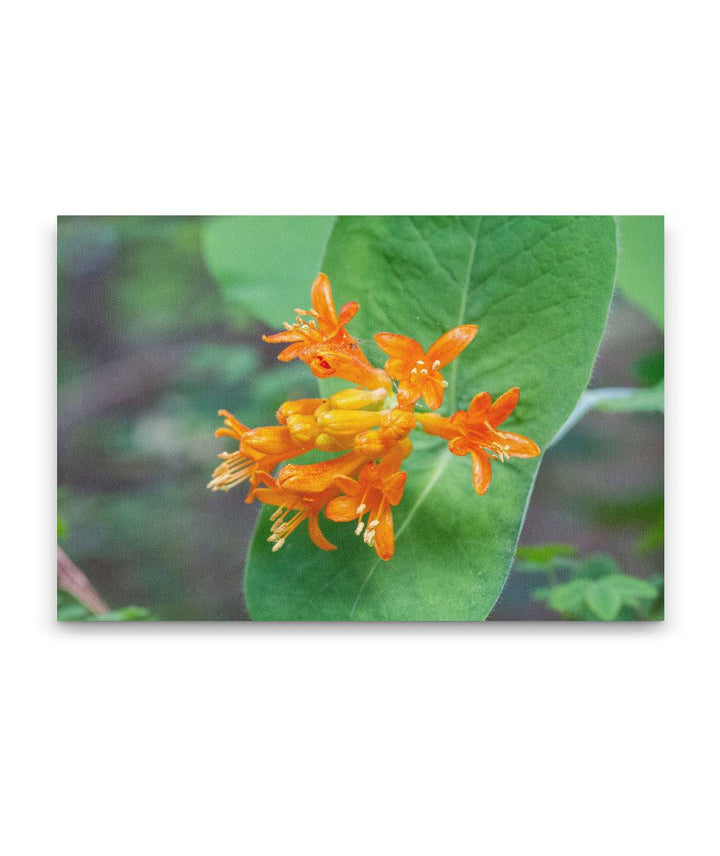 Orange Honeysuckle, Spencer Spit State Park, Washington