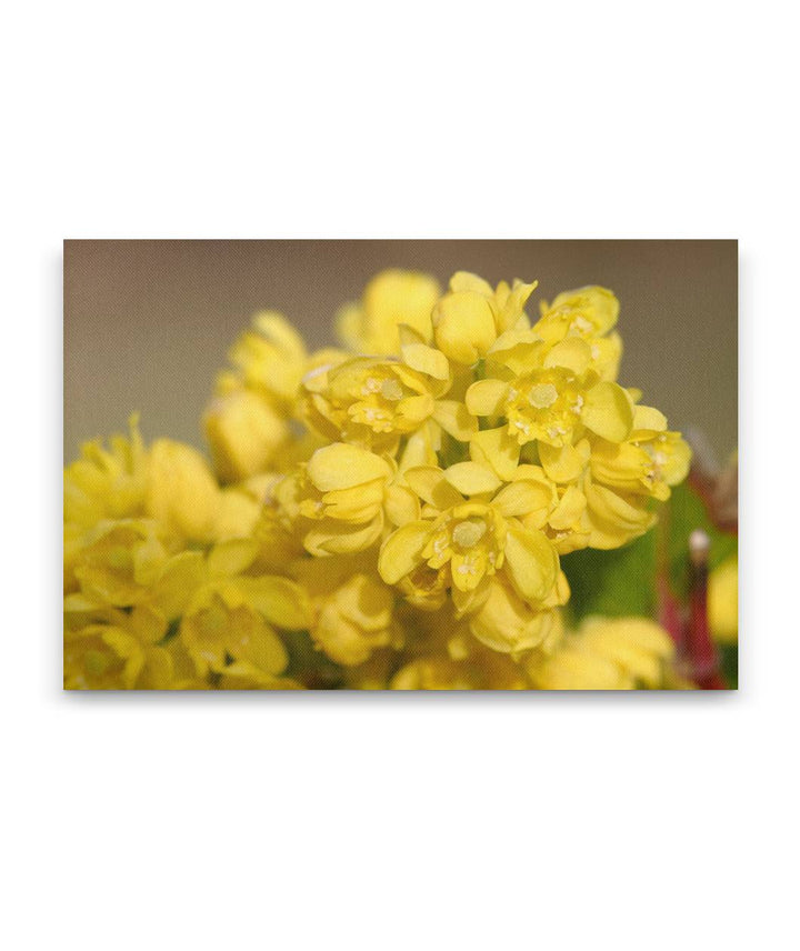 Tall Oregon-Grape, Newman Lake, Washington, USA