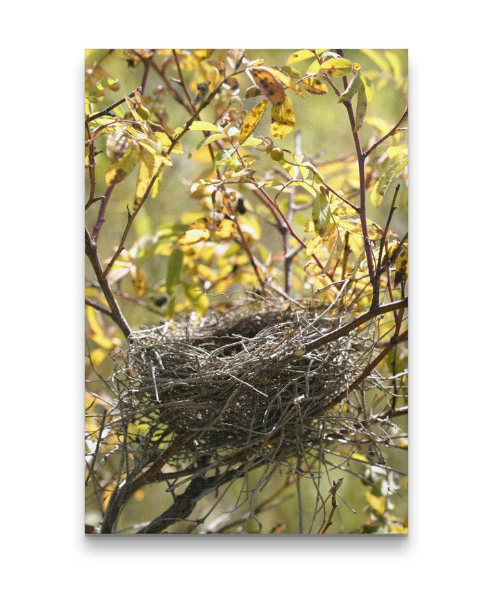Bird nest in rose shrubs, Turnbull National Wildlife Refuge, Washington