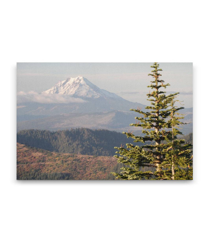 Mount Jefferson and Noble Fir, Carpenter Mountain, Oregon