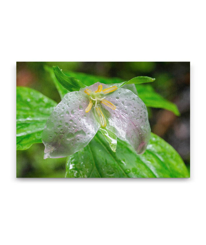 Trillium, Humboldt Redwoods State Park, California, USA