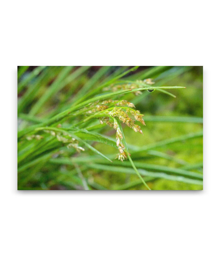 Grass, Limpy Rock Research Natural Area, Umpqua National Forest, Oregon, USA