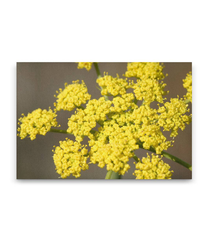 Yellow-flowering Gray's biscuitroot, Turnbull National Wildlife Refuge, Washington