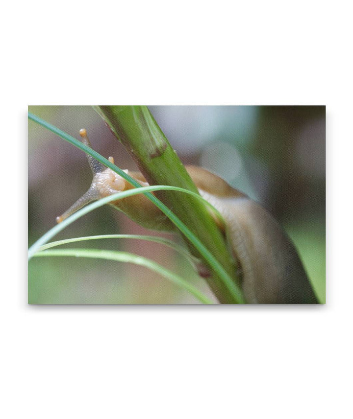 Banana Slug on Beargrass, Lookout Creek Old-Growth Trail, Oregon