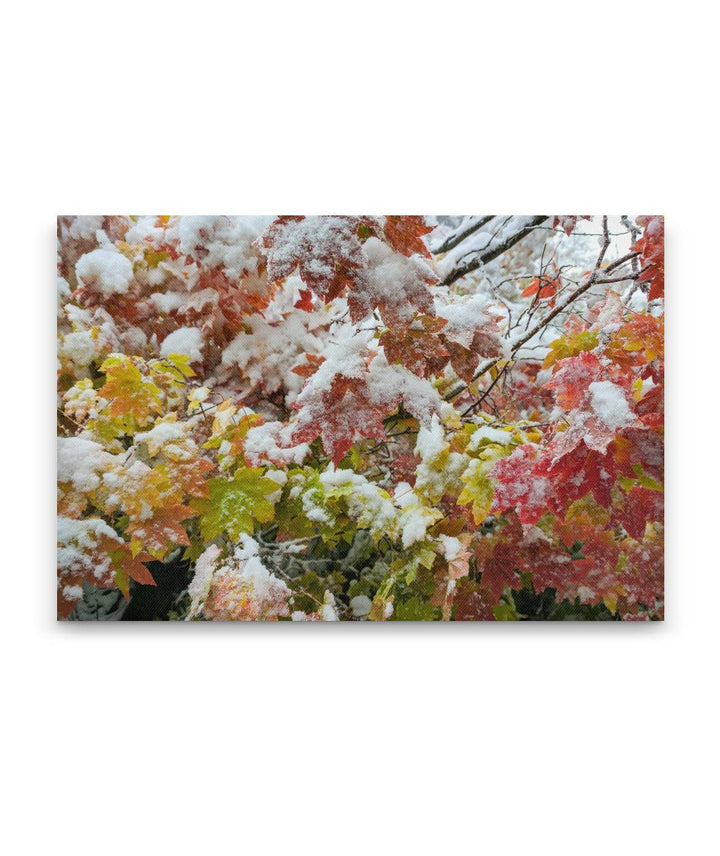 Early Winter Snow on Vine Maples, Carpenter Mtn trail, HJ Andrews Forest, Oregon, USA