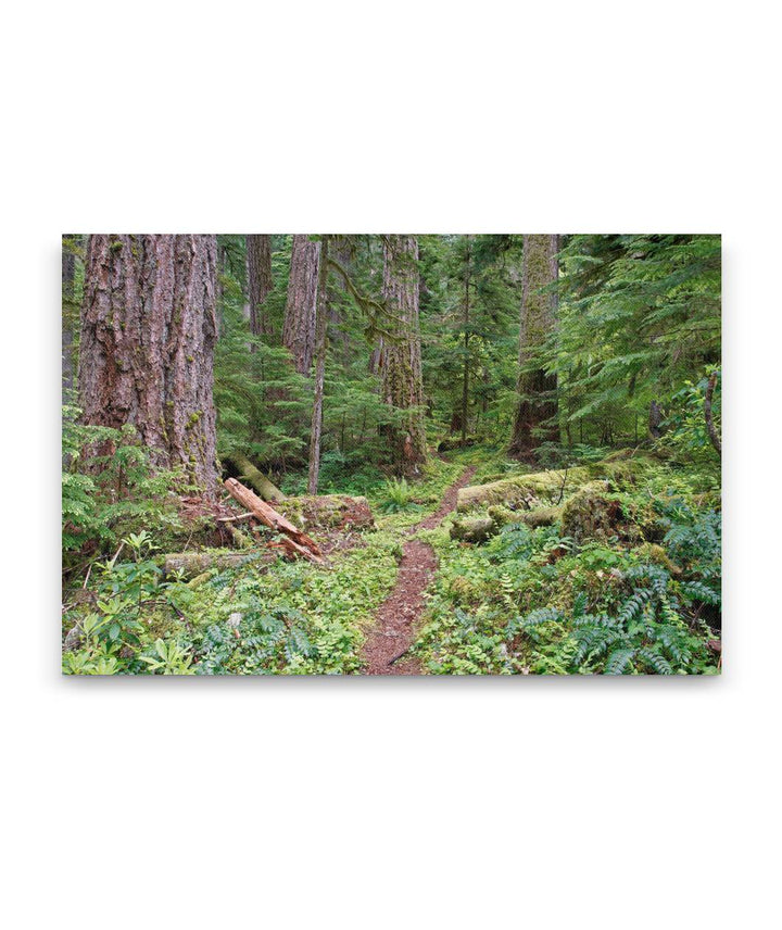 Lookout Creek Old-growth trail, H.J. Andrews Forest, Oregon