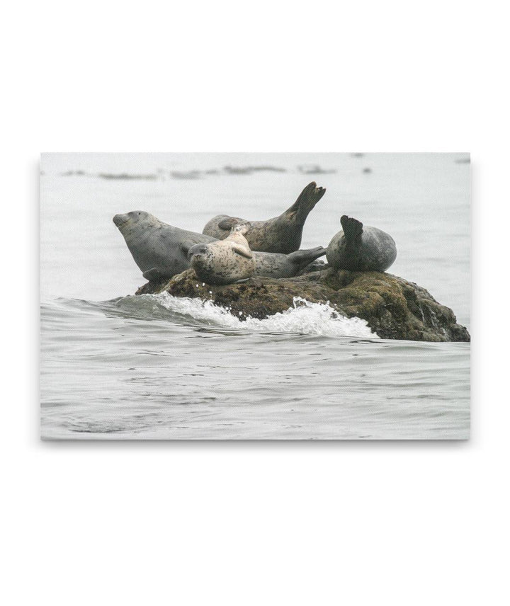 Harbor Seals On Offshore Rock, Trinidad Bay, Trinidad, California, USA