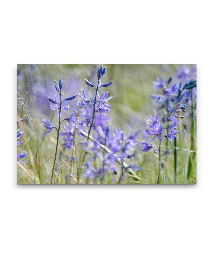 Common Camas, Turnbull National Wildlife Refuge, Washington, USA