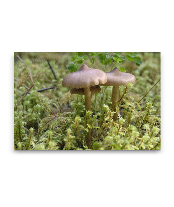 Mushrooms And Mosses, Fall Creek National Recreation Trail, Willamette Forest, Oregon