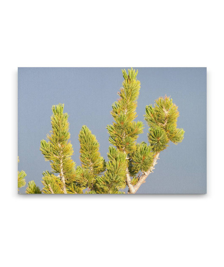 Whitebark Pine, Crater Lake National Park, Oregon, USA