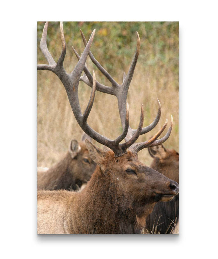 Roosevelt Elk, Prairie Creek Redwoods State Park, California
