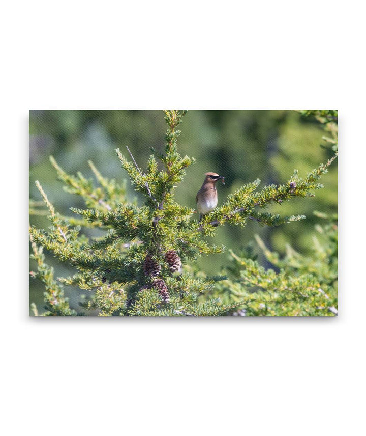 Cedar Waxwing, Carpenter Mountain, HJ Andrews Forest, Oregon, USA