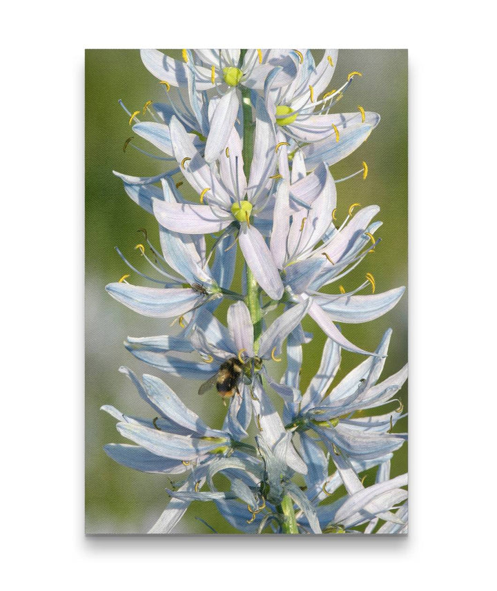 Camas Flowers and Bumblebee, Weippe, Idaho