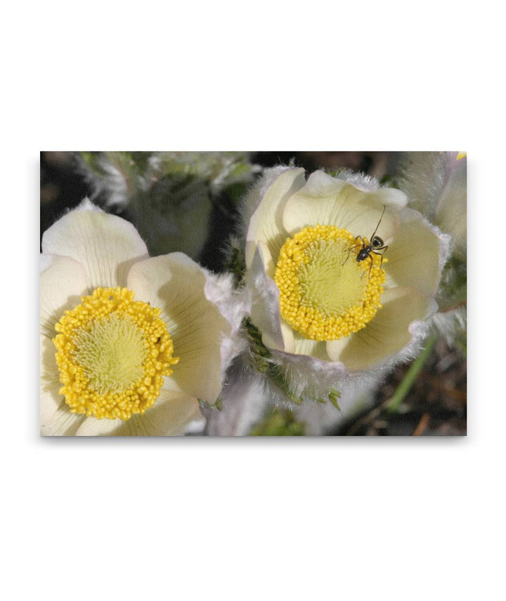 Western Pasqueflower, Crater Lake National Park, Oregon, USA