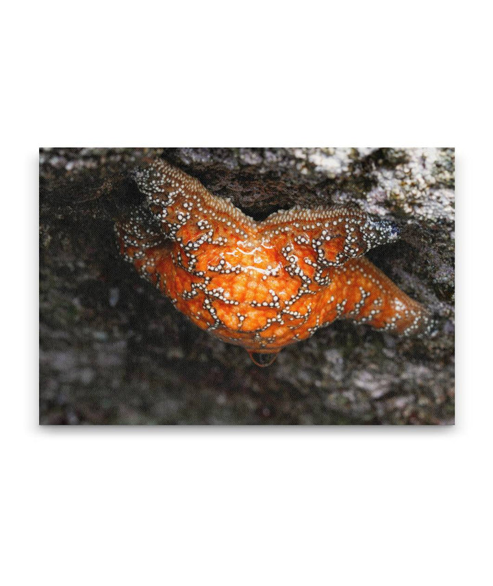 Purple Sea Star, Martin Creek Beach, Trinidad, California, USA