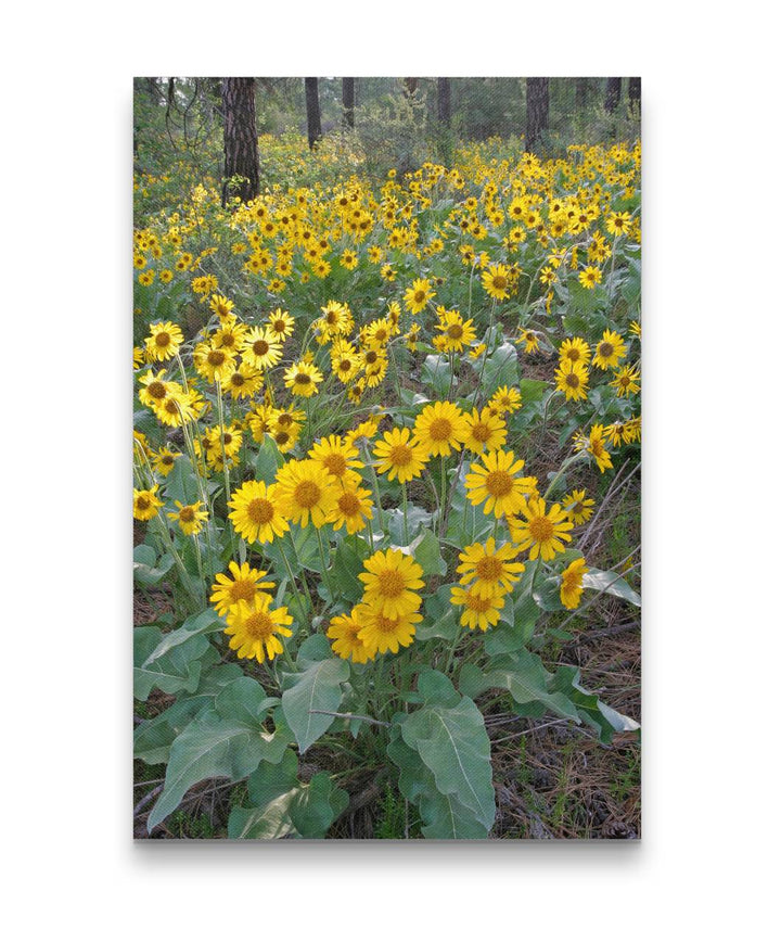 Arrowleaf balsamroot in meadow, Lake Roosevelt NRA, Washington