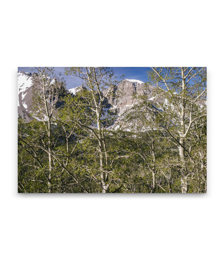 Quaking aspen and Wheeler Peak, Great Basin National Park, Nevada, USA