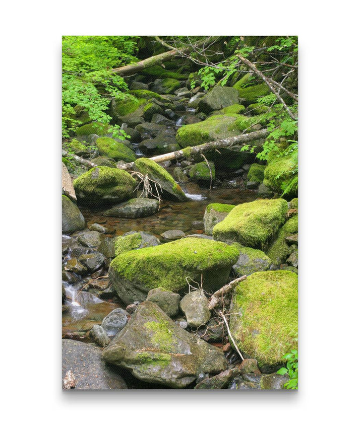 Lookout Creek, Lookout Creek Old-Growth Trail, HJ Andrews Forest, Oregon