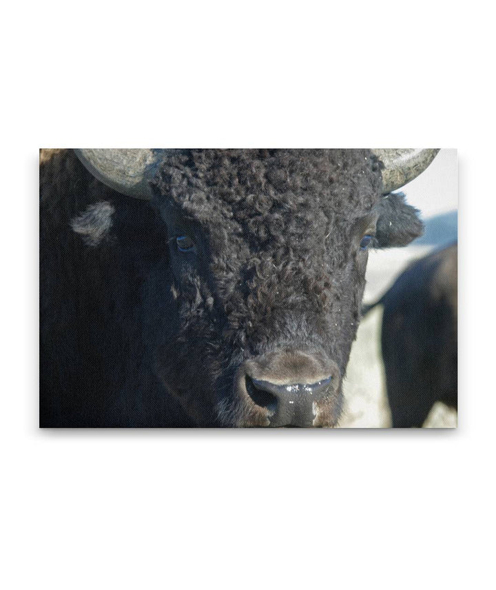 American bison, Grand Teton National Park, Wyoming