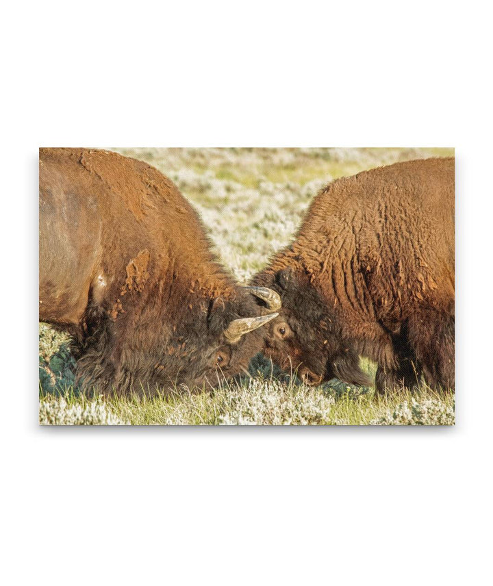American Bison Sparring, American Prairie Reserve, Montana