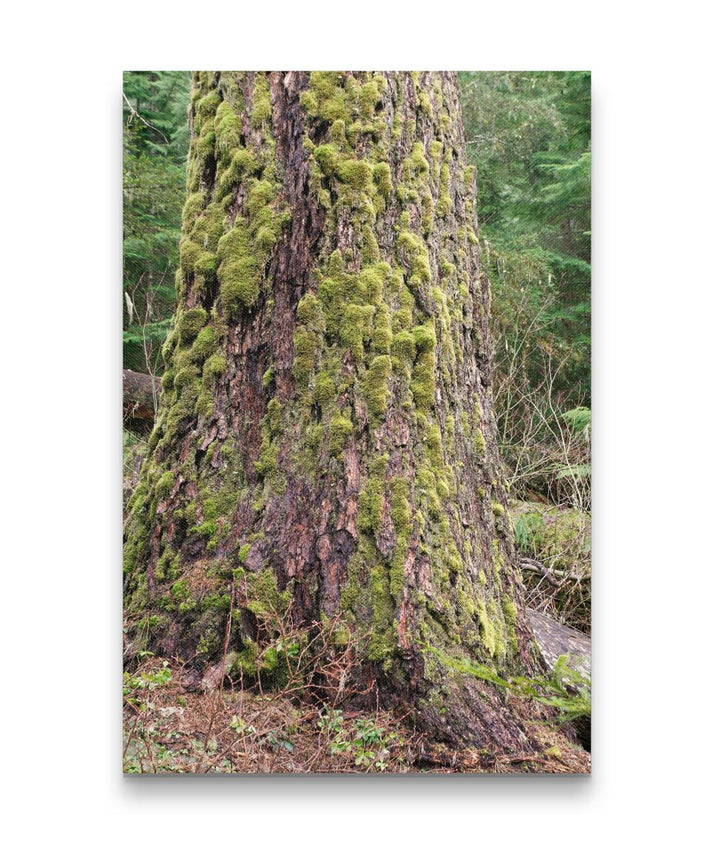 Moss-Covered Douglas Fir, Lookout Creek Old-Growth Trail, HJ Andrews Forest, Oregon