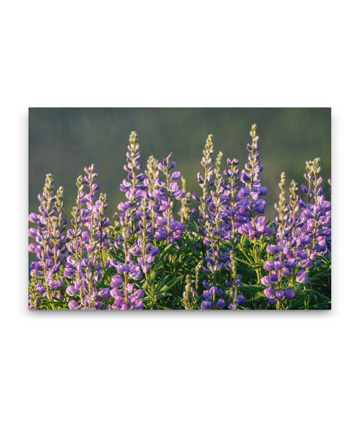 Blue-Pod Lupine In Mountain Meadow, Nez Perce National Forest, Idaho, USA