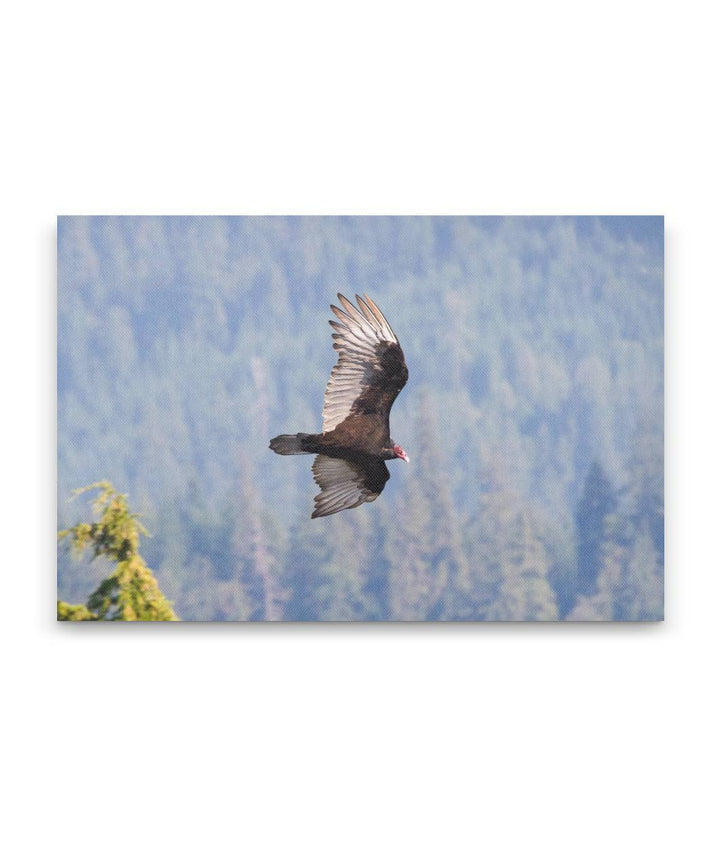 Turkey Vulture in Flight, Carpenter Mountain, HJ Andrews Forest, Oregon