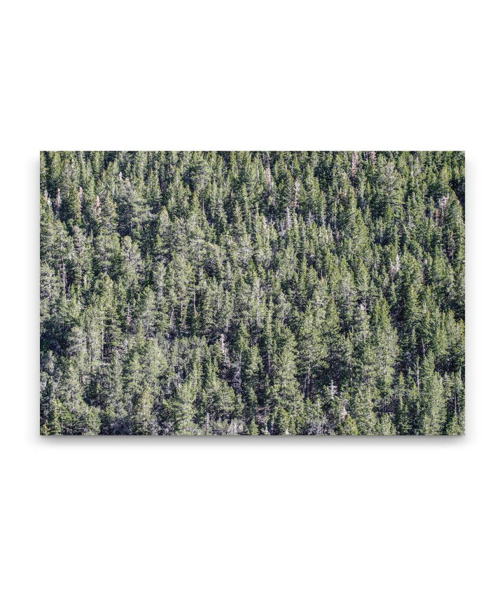 Fir-Aspen Forest Belt, Great Basin National Park, Nevada, USA