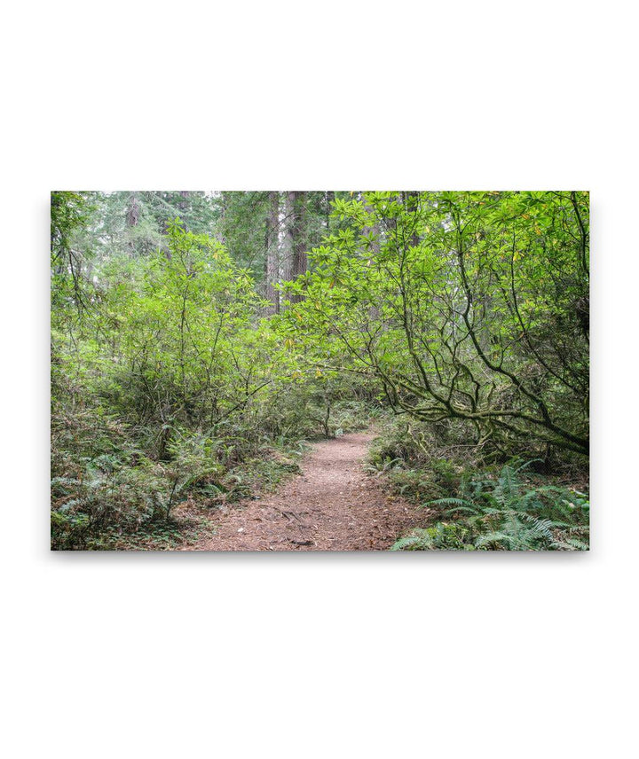 Pacific Rhododendron, Del Norte Coast Redwoods State Park, California