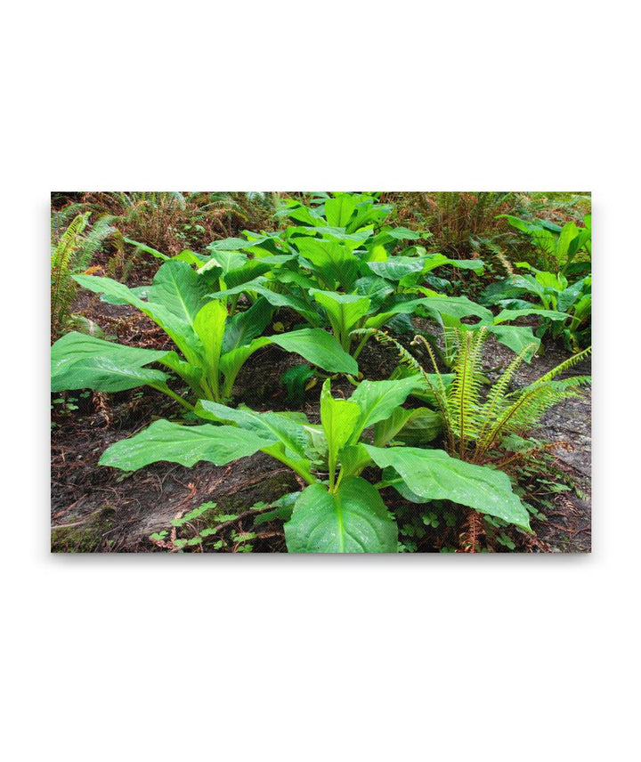 Skunk Cabbage, Prairie Creek Redwoods State Park, California, USA