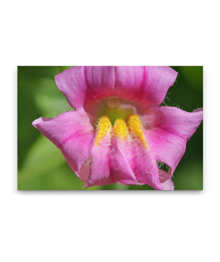 Lewis' Monkeyflower, Castle Crest Wildflower Garden, Crater Lake National Park, Oregon