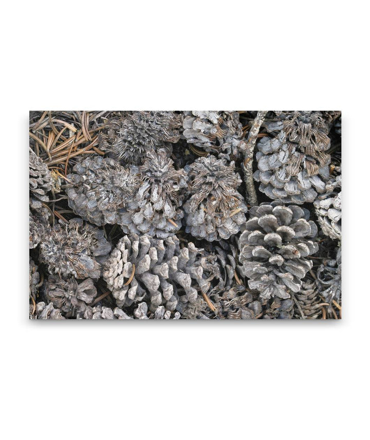 Great Basin Bristlecone Pine Cones, Great Basin National Park, Nevada