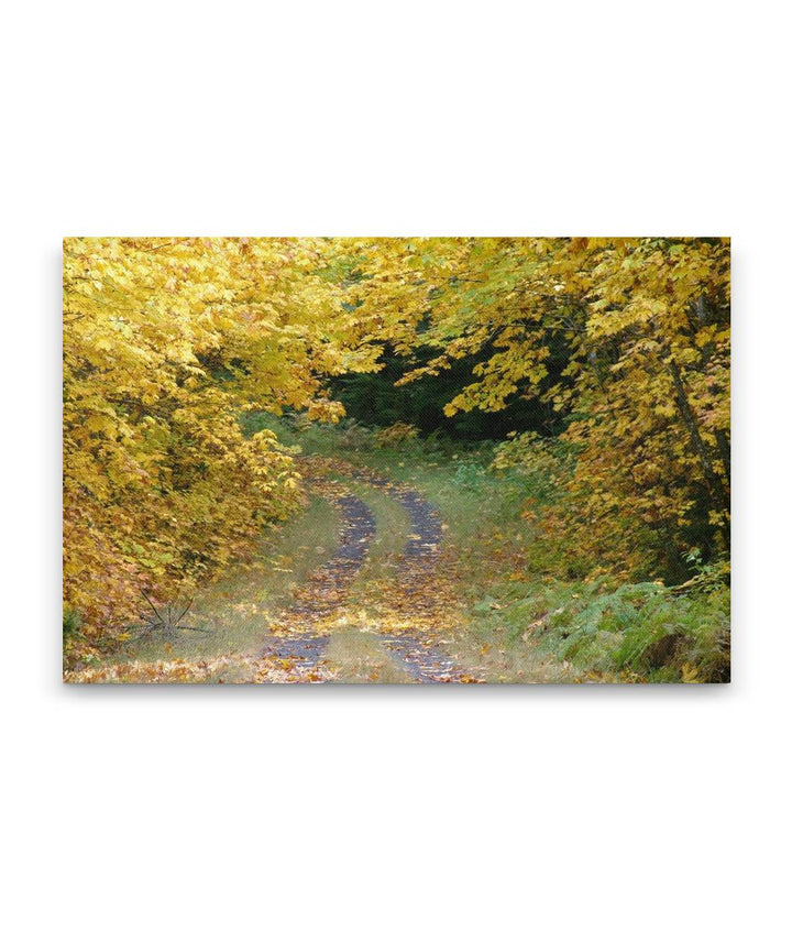 Road and Fall Colors, Aufderheide Scenic Byway, Oregon